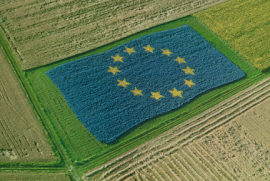 Regione e UE: soldi agli agricoltori siciliani per non coltivare il grano