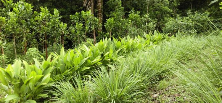 Agricoltura sintropica Agricoltura sintropica