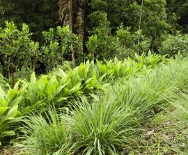 Agricoltura sintropica