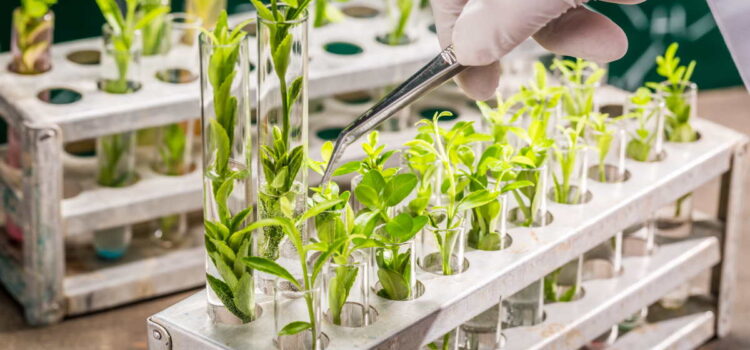 Sperimentazione nuovi OGM