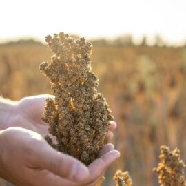 Quinoa biologica