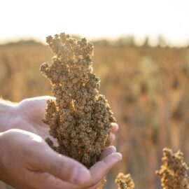 Quinoa biologica