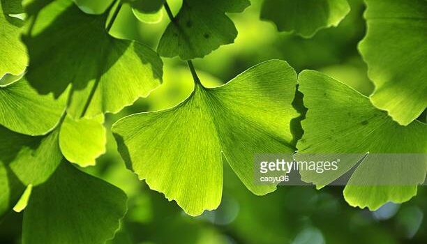 Ginkgo Biloba Ginkgo Biloba