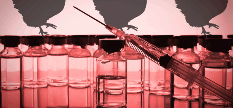 Vaccini contro l’influenza aviaria «pronti per la produzione di massa». Un altro virus fuggito da un laboratorio Gain of Function?