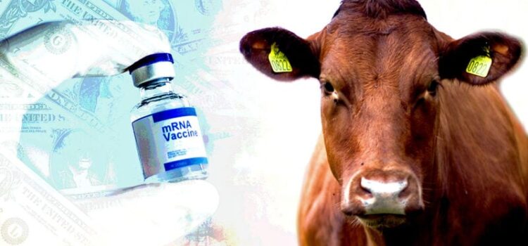 Vaccini nell’offerta alimentare: quali sono i rischi? Vaccini nell’offerta alimentare: quali sono i rischi?